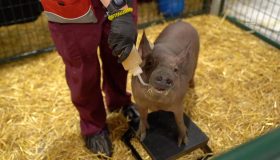 Дороти, Neuralink