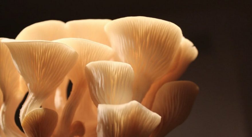 oyster-mushrooms-pubdomain-Rachel-Horton-1024x559