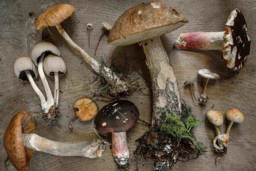 mushrooms