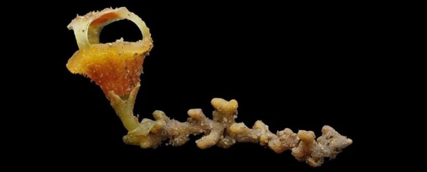 FairyLanternFloweringPlant-released-university-of-oxford