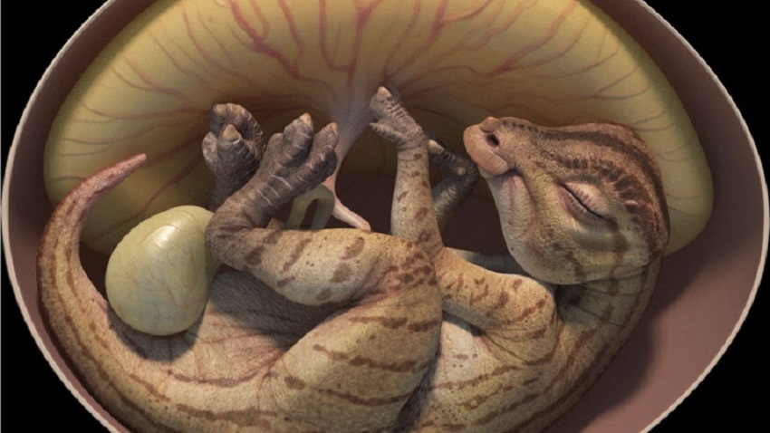 header-dino-embryo-china_resize_md