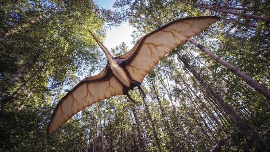 pterosaur-gf96f64620_1280