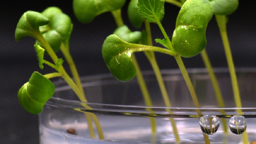 artificial-photosynthesis_resize_md