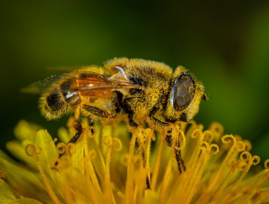 bee