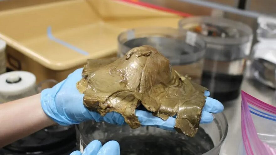 This unidentified specimen, photographed in the wet lab on NOAA Ship Okeanos Explorer.