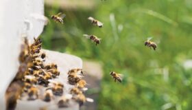 Рекордни 9,4 милиона пчелни кошера в ЕС: България е сред лидерите в Европа