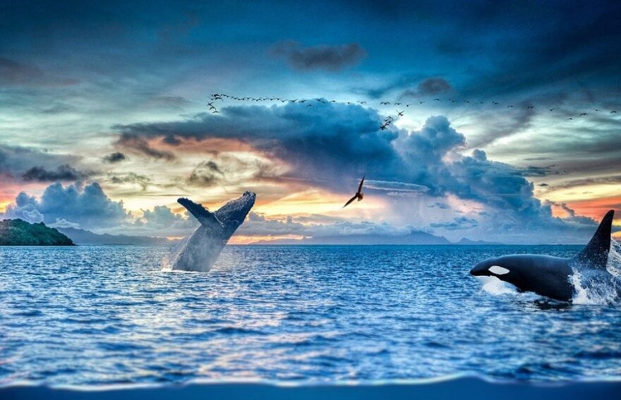 killer whales