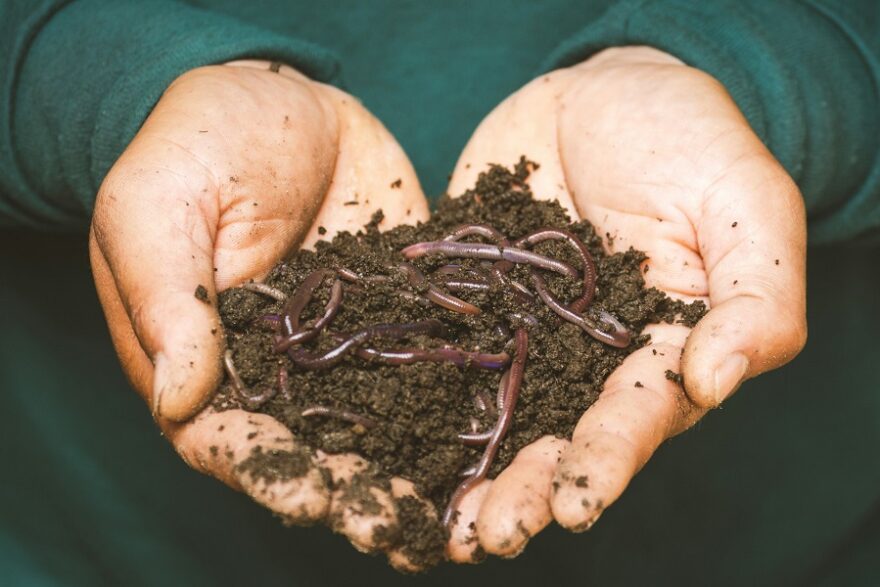 worms