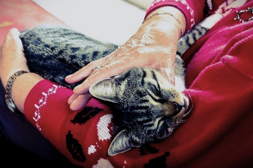 cat-2589287_1280