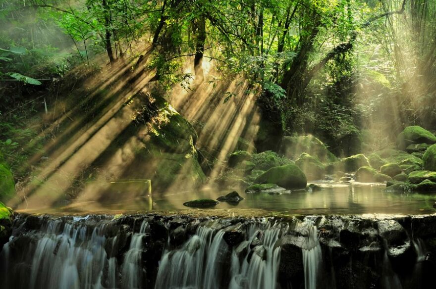 Australian rainforest