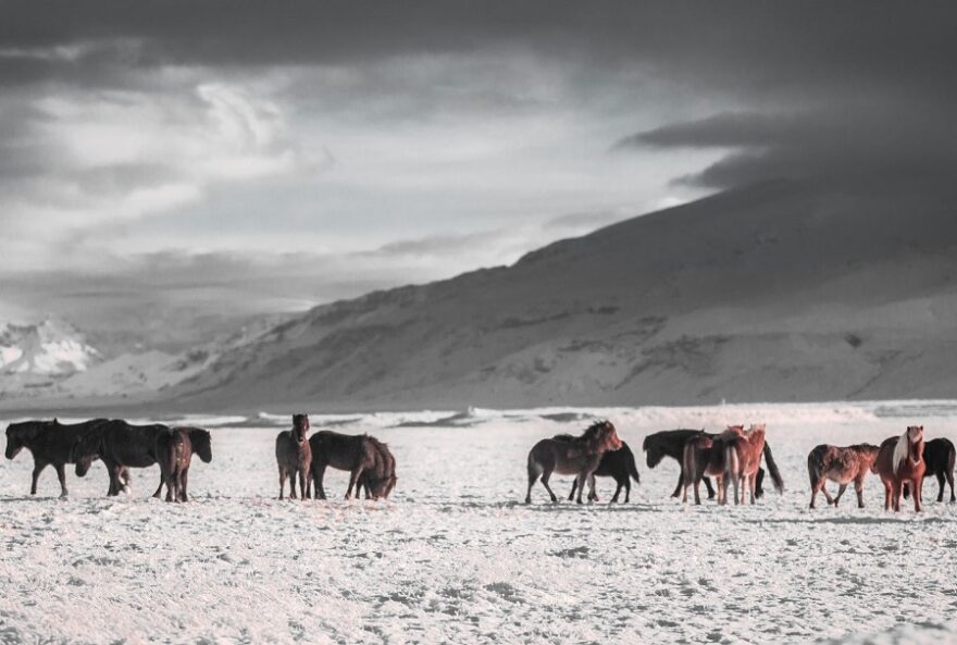Yakutian horses