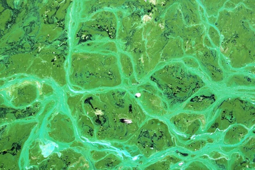 cyanobacteria-4469840_1280