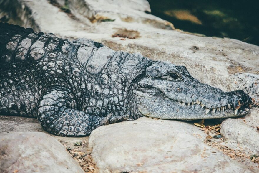 Alligators
