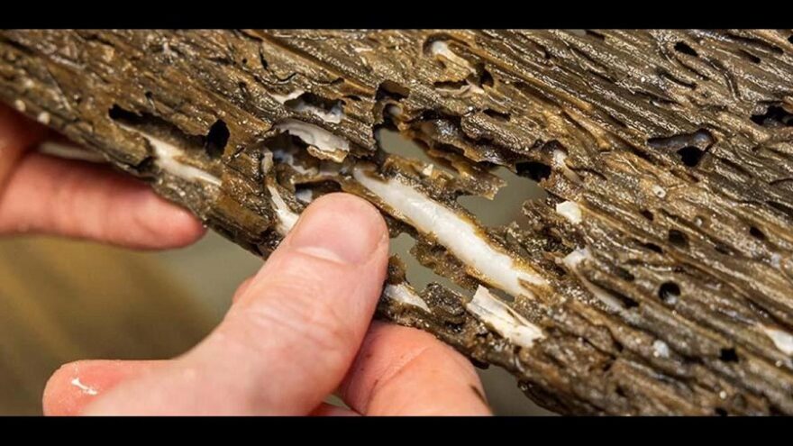 Naked clams in wooden growth panel University of Plymouth