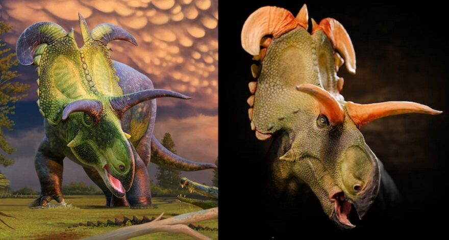 Reconstruction-of-Lokiceratops-rangiformis-dinosaur-Andrey-Atuchin-MoE-and-right-by-Fabrizio-Lavezzi-copyright-Evolutionsmuseet-in-Knuthenborg-SWNS