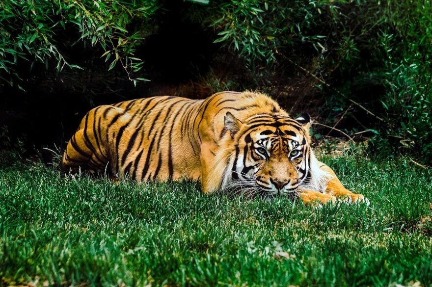 animal-4377420_1280