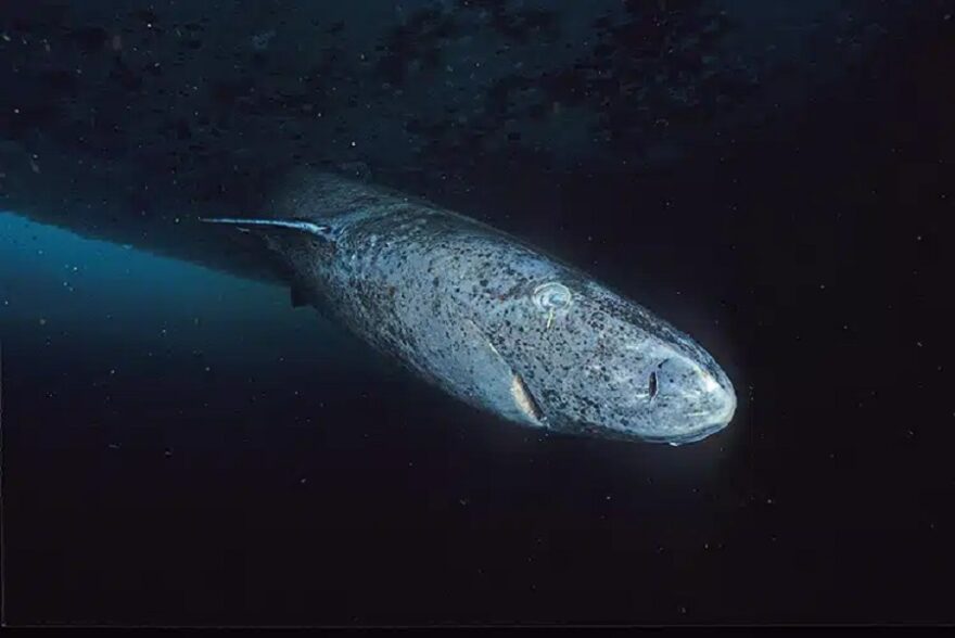 Greenland-shark-3