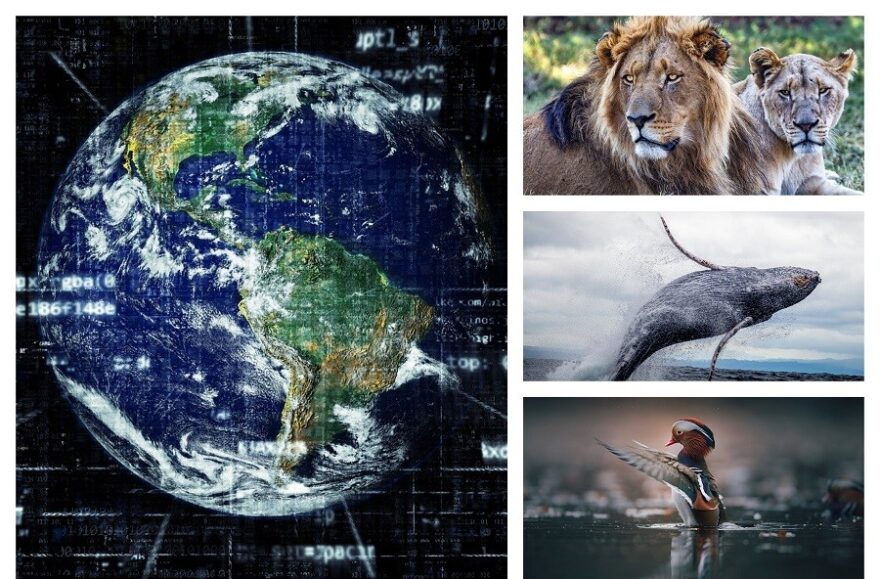 Internet of animals