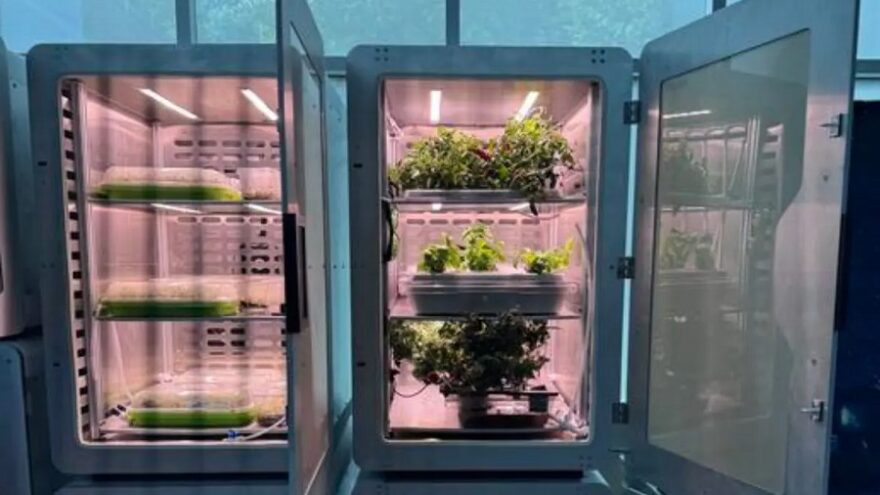 Electro-agriculture
