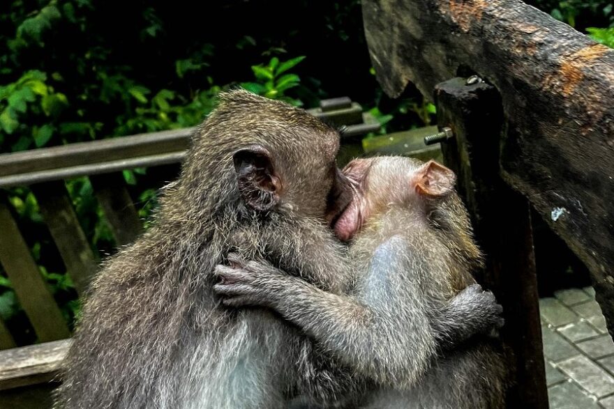 monkey kiss