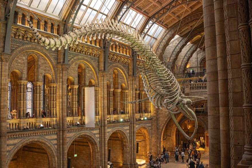 blue whale