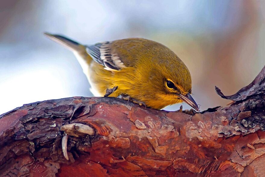 pine-warbler-6988419_1280