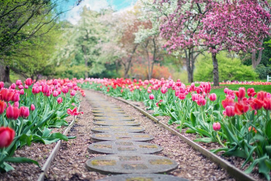 spring flower