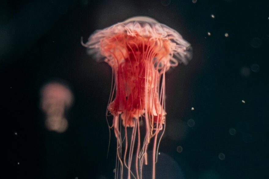 deep seafloor
