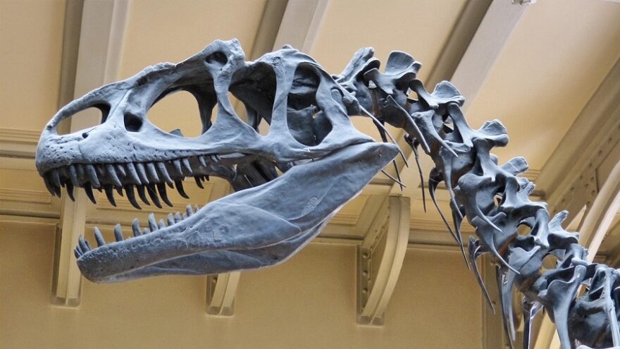 museum-dinosaur