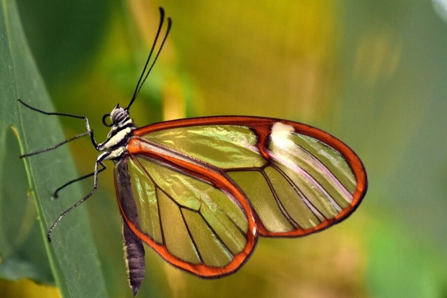 butterfly-3181831_1280