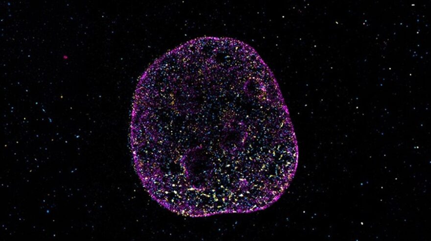 3D geometry of the genome