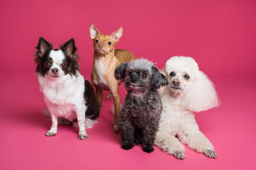 dogs
