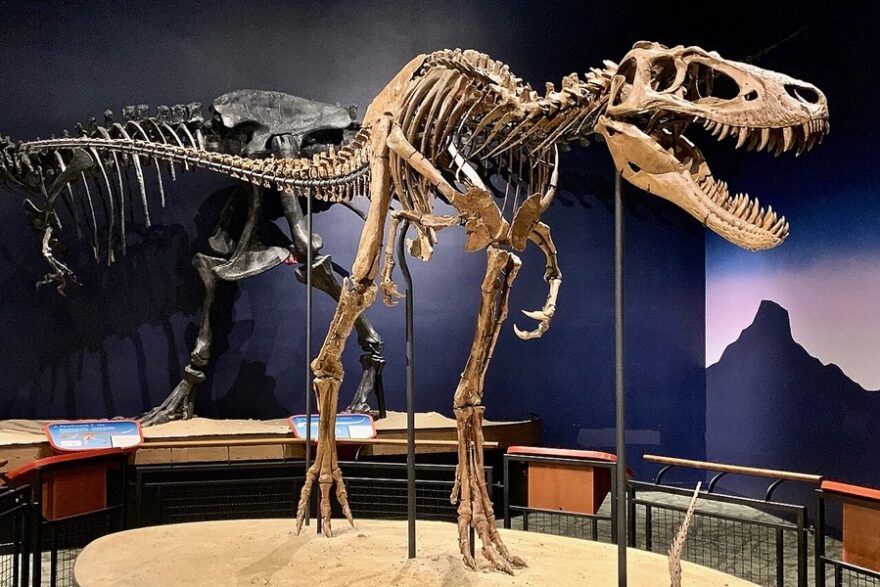 Tyrannosaurus_Rex_Jane