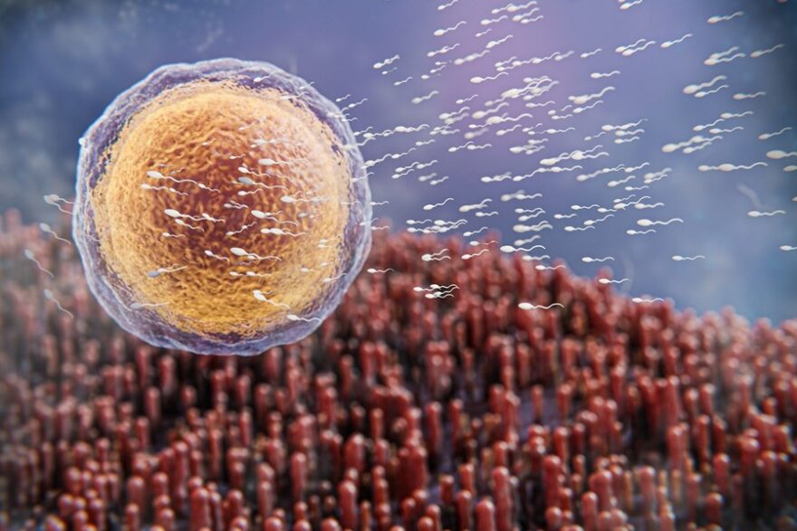 embryo-fertility-concept-3d-rendering