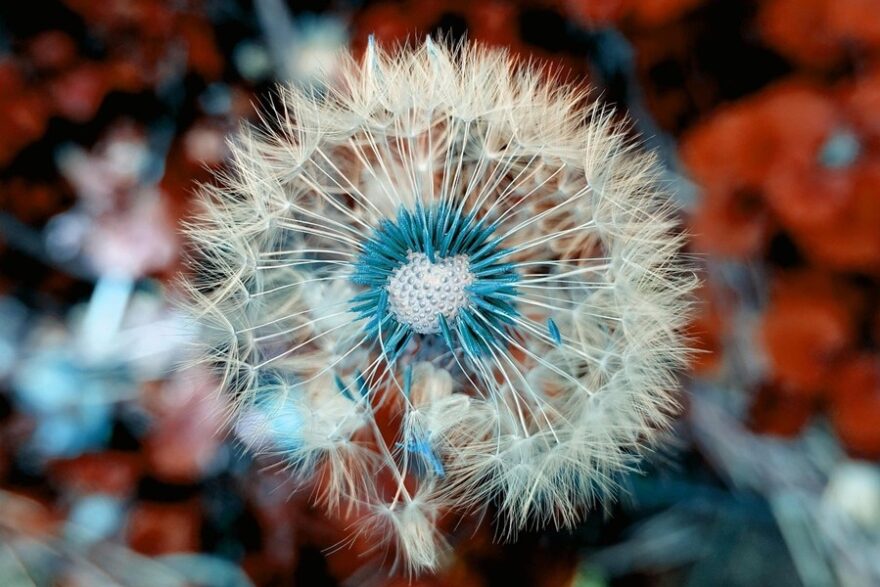 flower-3597681_1280
