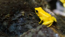 Изследователите проучват 40 000 локации и 5 100 вида и установяват мащабно въздействие на климатичните промени