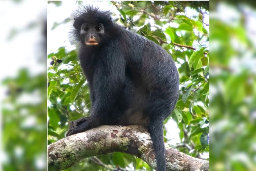 Likweli
