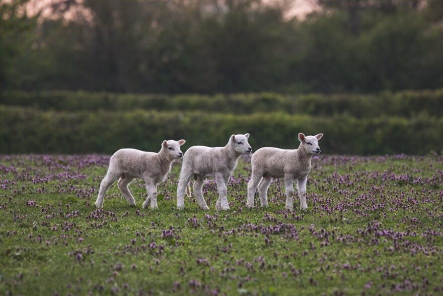 theotherkev-sheep-7943526