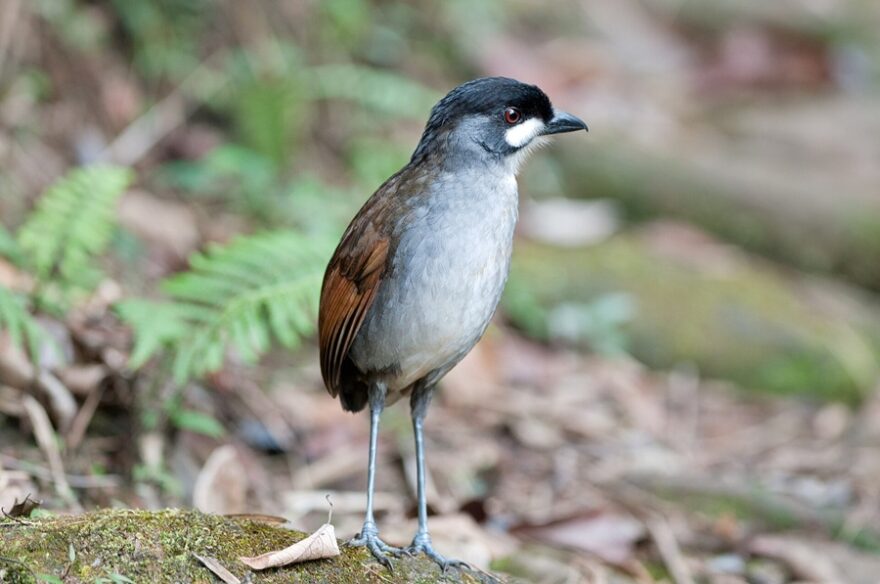 Grallaria_ridgelyi_-Tapichalaca_Reserve,_Ecuador-8