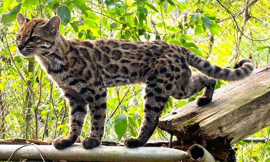 Leopardus_tilcayo