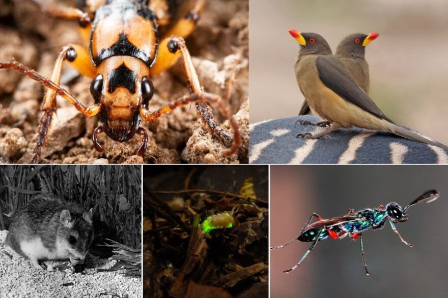 animals