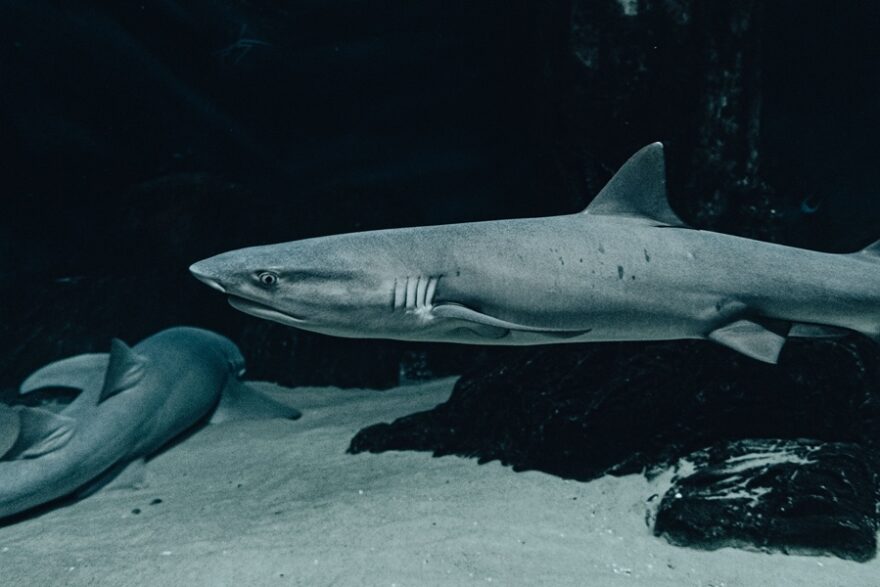 shark